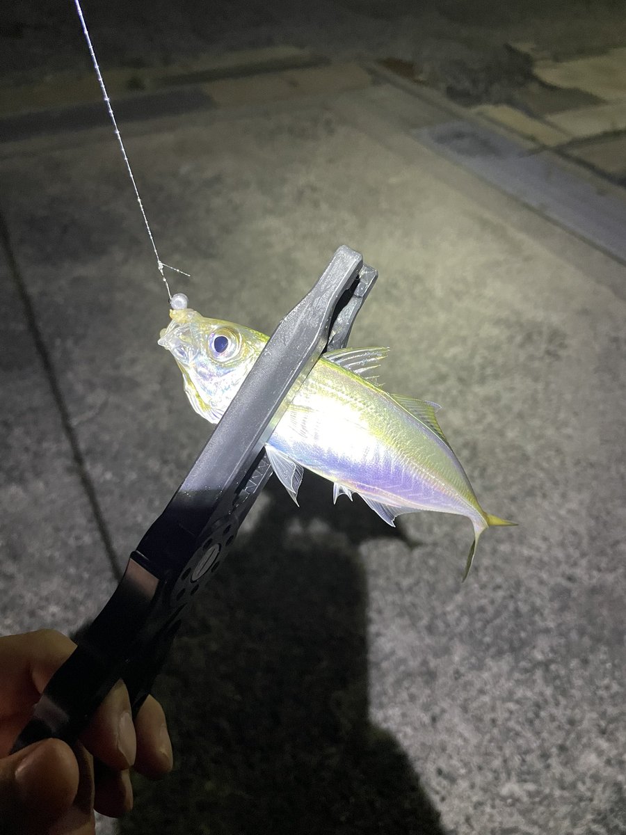 week1977's tweet image. イブイブの夜におかっぱりライトゲームしたよ🎣
アジは一匹のみだったけど、色々釣れて楽しかった！　フグも含めて7目釣りでした🤭
虫ヘッドとアオイソメの組み合わせは最強すぎた！！