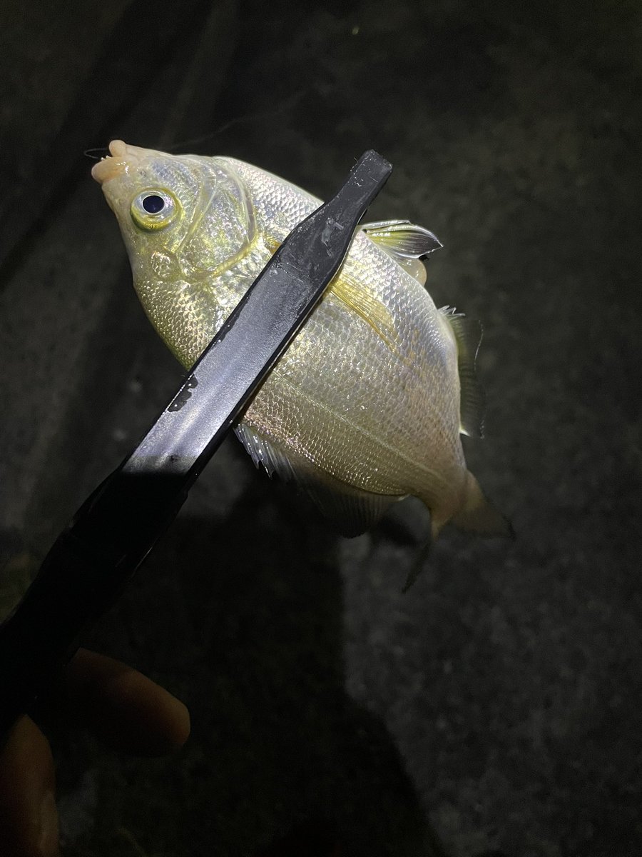 week1977's tweet image. イブイブの夜におかっぱりライトゲームしたよ🎣
アジは一匹のみだったけど、色々釣れて楽しかった！　フグも含めて7目釣りでした🤭
虫ヘッドとアオイソメの組み合わせは最強すぎた！！