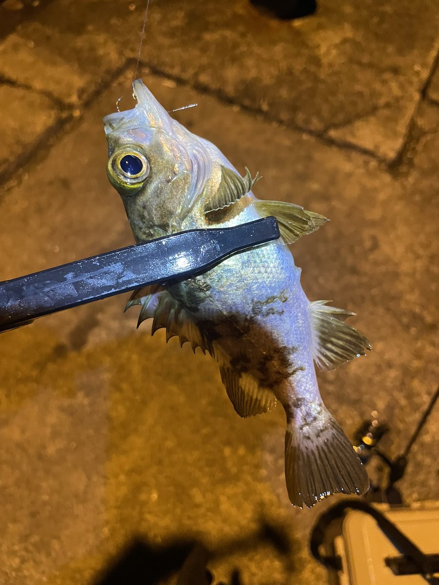 week1977's tweet image. イブイブの夜におかっぱりライトゲームしたよ🎣
アジは一匹のみだったけど、色々釣れて楽しかった！　フグも含めて7目釣りでした🤭
虫ヘッドとアオイソメの組み合わせは最強すぎた！！