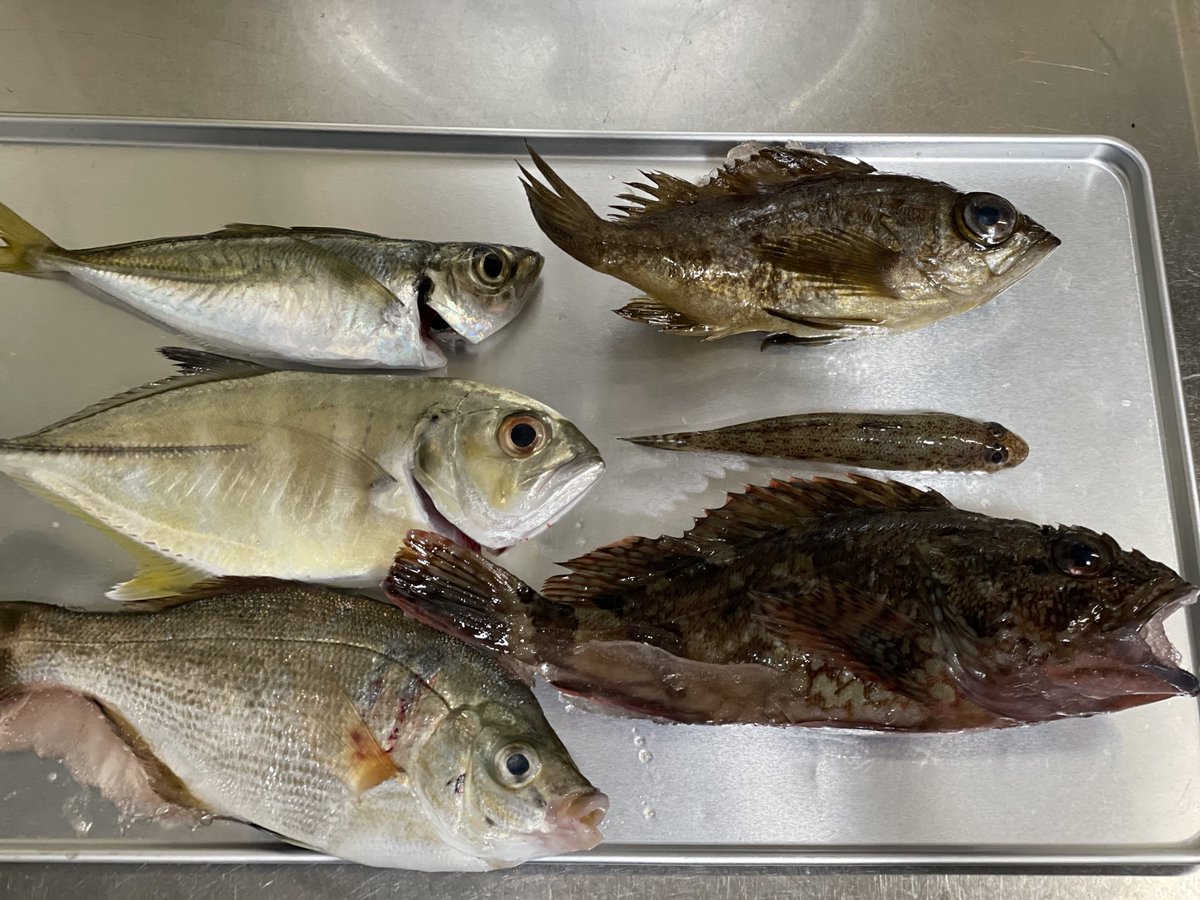 week1977's tweet image. イブイブの夜におかっぱりライトゲームしたよ🎣
アジは一匹のみだったけど、色々釣れて楽しかった！　フグも含めて7目釣りでした🤭
虫ヘッドとアオイソメの組み合わせは最強すぎた！！