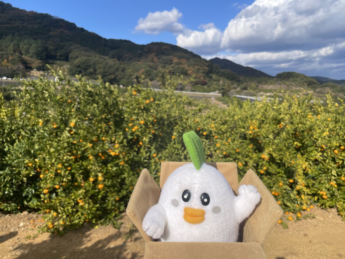 じぇー太 in静岡県🍊 じぇー太は静岡県の三ヶ日地区を訪問🚄 特産品の