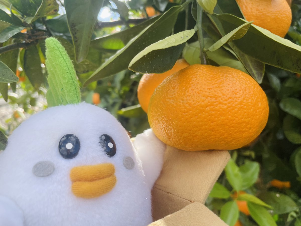 じぇー太 in静岡県🍊 じぇー太は静岡県の三ヶ日地区を訪問🚄 特産品の