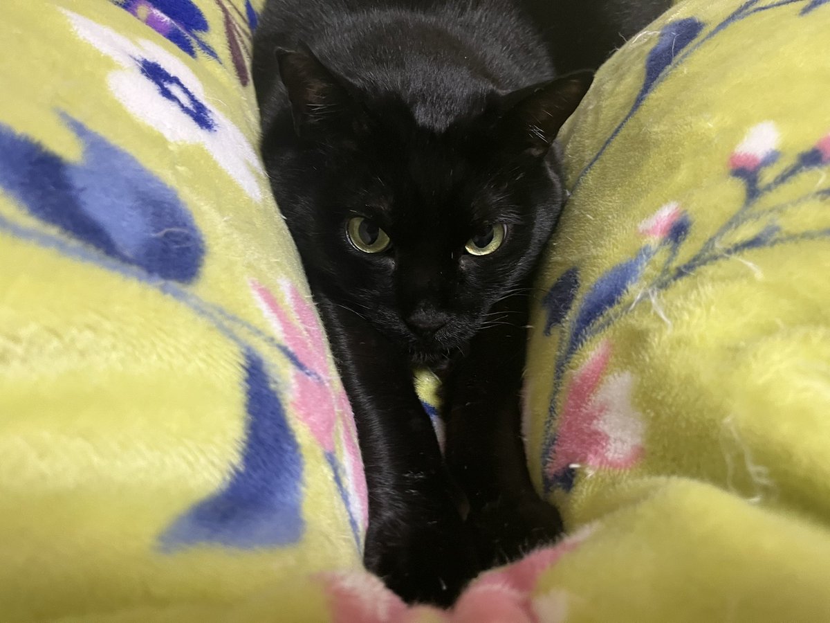 ウニョウニョねこちゃん