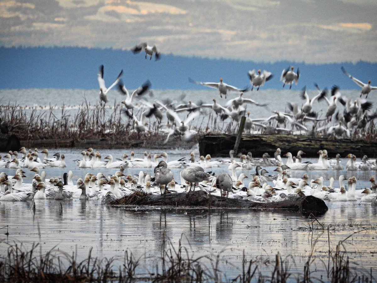 pnwkate's tweet image. Snow geese in the flooded marsh at high tide Richmond BC 🇨🇦