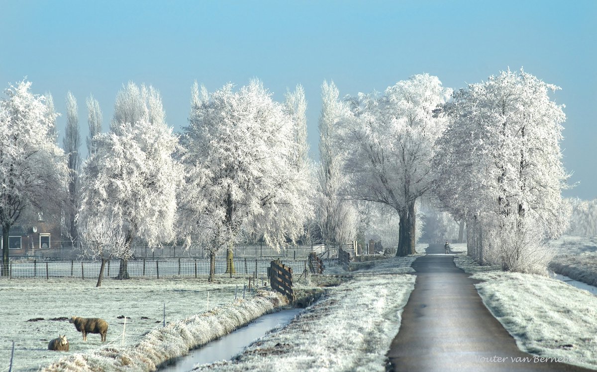 ❄️ Ruige rijp vind ik 's winters persoonlijk één van de mooiste verschijnselen die je kunt treffen! Dagenlang dichte mist met temperaturen onder nul, waarna de zon doorbreekt bij een strakblauwe hemel. Dit plaatje heb ik exact 9 jaar geleden geschoten in het rivierengebied: