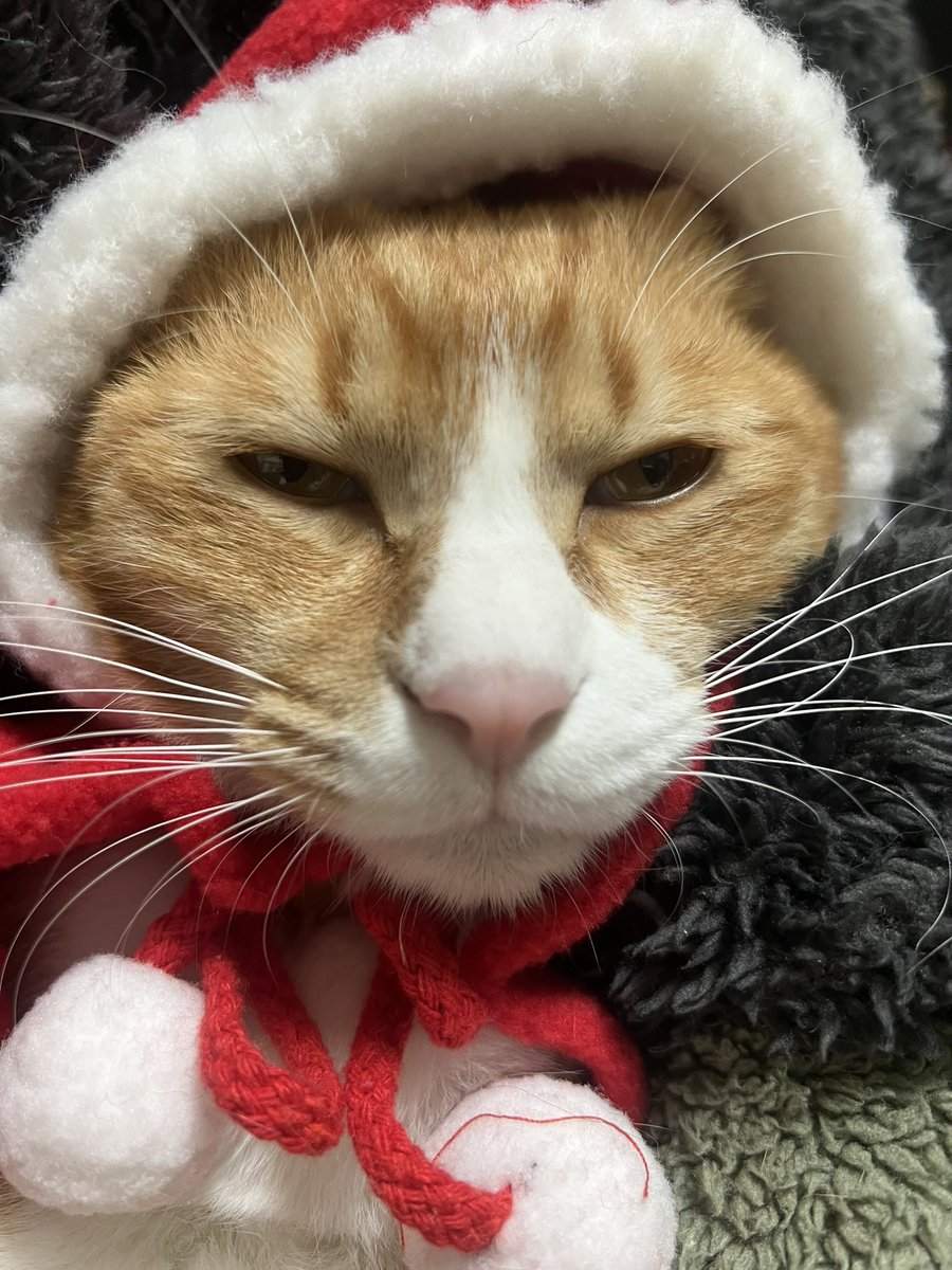 냥산타 파업합니더