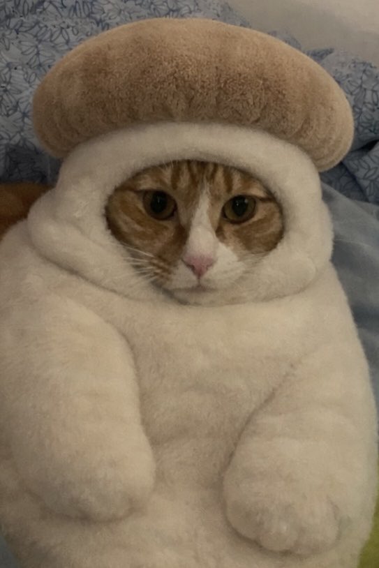 그 버섯…,,만들어준다면서 세상 잃은 물범덩어리를 주시면 어떻헤요.