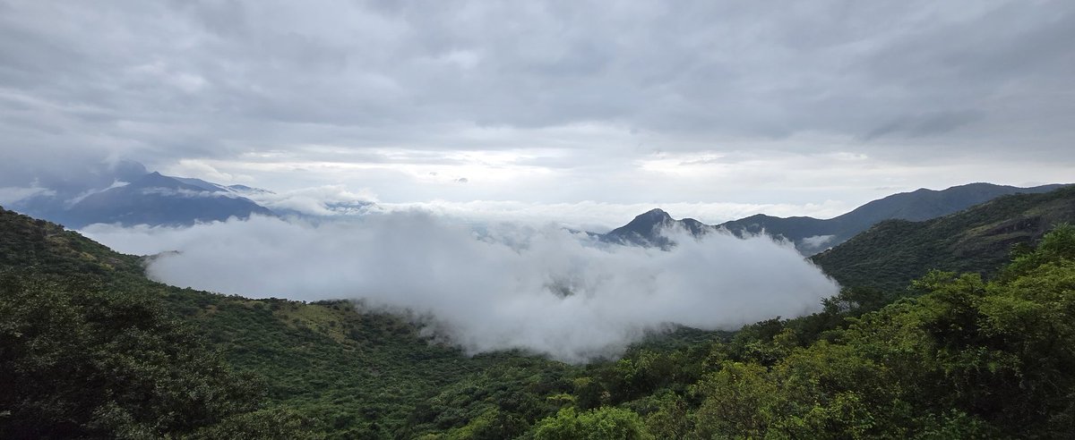sathiya0908's tweet image. Let the misty mountains remind you that clarity comes step by step. ⛰️ Even when the path feels hidden, growth is happening all around you. 🌱 Breathe in the calm, move forward with quiet confidence, and let today unfold beautifully. ✨ #mountains #clarity #steps #path #growth