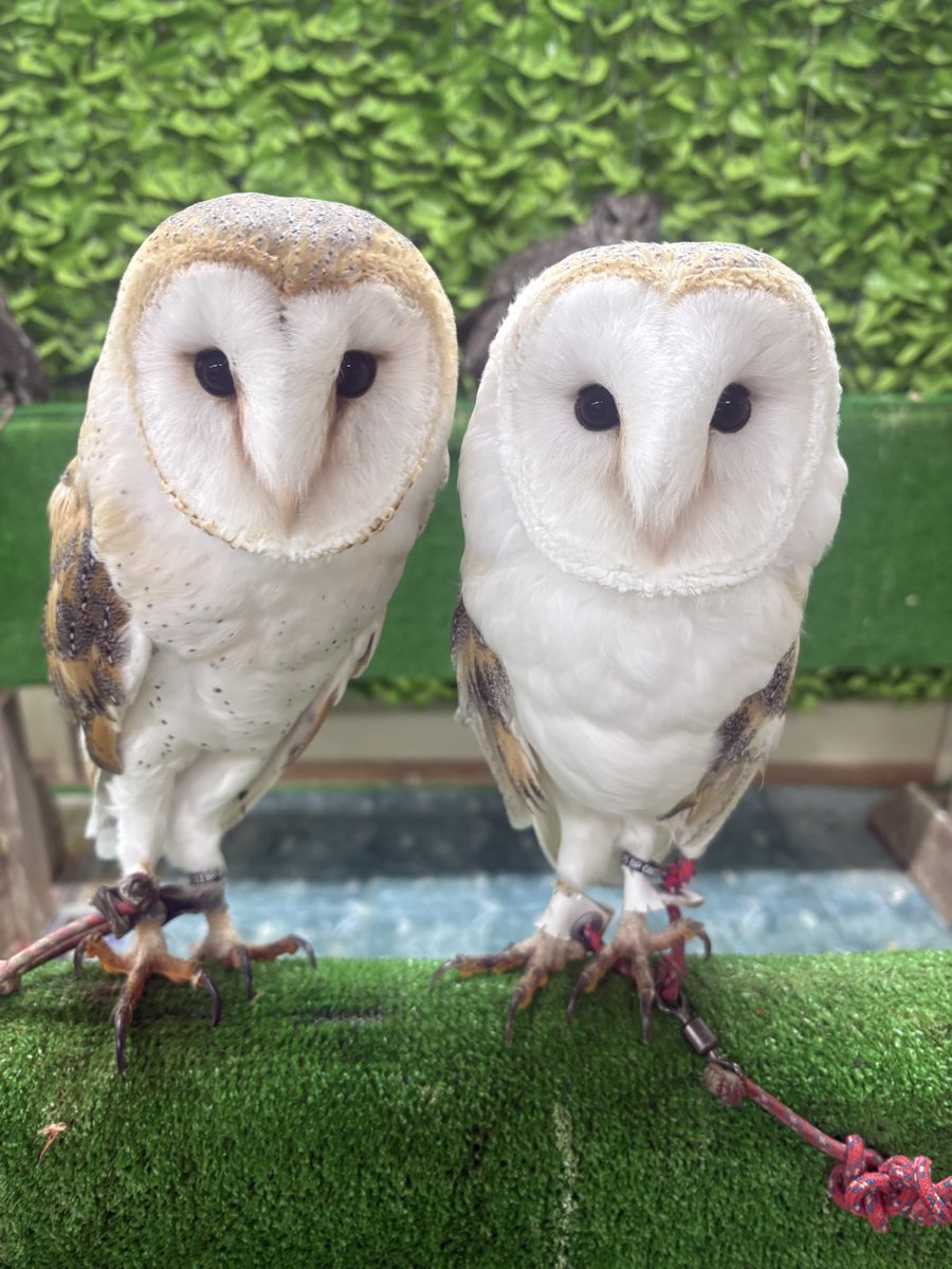 幸せを呼ぶフクロウ BEV-33-109 原井加代美 幸せふくろう 300ピース ビバリー の商品詳細