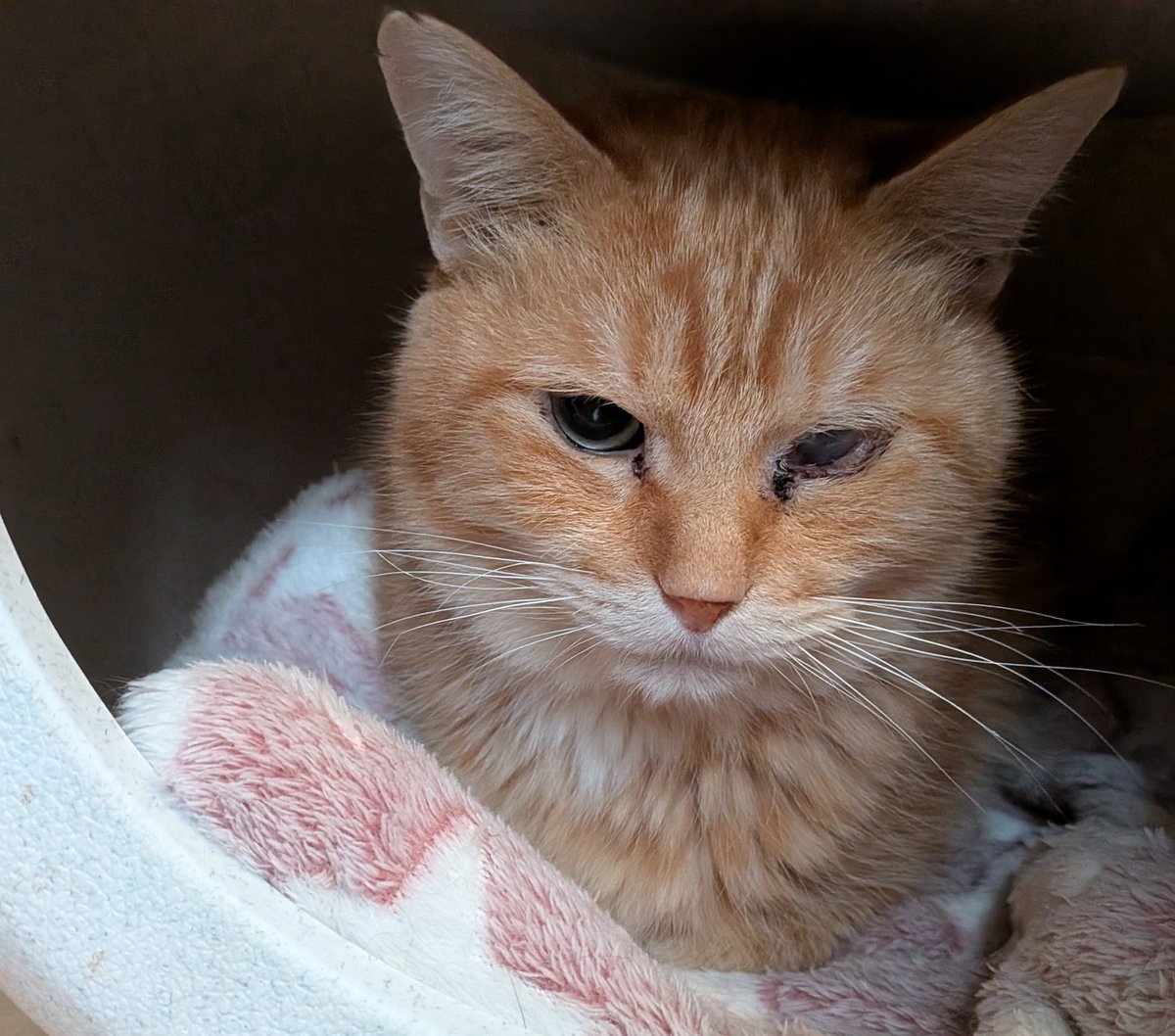 オーダー受付　猫　ご予約ページ　12/28 ねこ検定」2025年3月全国一斉開催 8月8日「世界猫の日」より受付開始