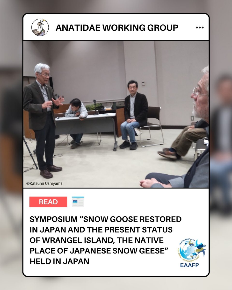 On 26 Nov, Japanese &amp; Russian researchers met in Japan to share updates on Snow Goose Restoration Project in Japan &amp; on Wrangel Island, Russia. Speakers highlighted population increases &amp; migration changes linked to ecological change &amp; climate warming.

#EAAFPAnatidae #EAAFlyway