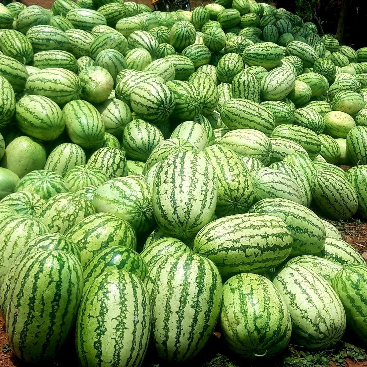 Agrieconom's tweet image. If you eat today, remember to thank a #Farmer.

Wishing you a #fruitful and #productive week.