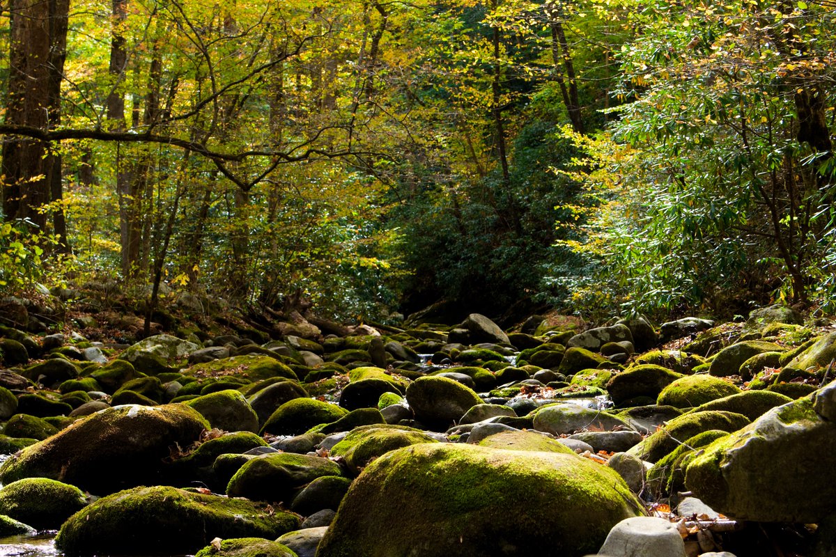 DeepGreens2's tweet image. My Favorite Photos October 2025 
#Photography #Smokies #Fall #GSMNP