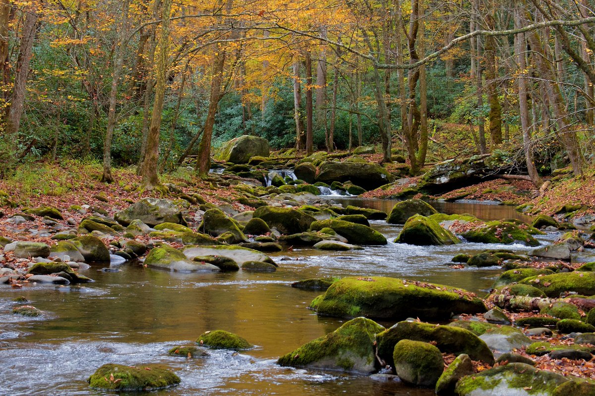 DeepGreens2's tweet image. My Favorite Photos October 2025 
#Photography #Smokies #Fall #GSMNP