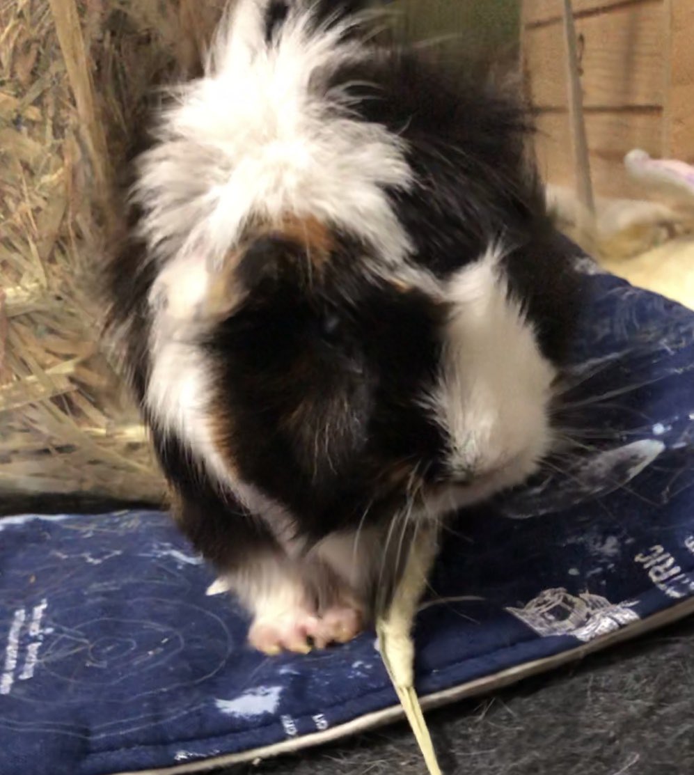 12/24は5年前にぷにきがお空に行ってしまった日です⭐️覚えてくれてる方もいるかもですが2018年11月に6歳4ヶ月で我が家に来てくれたぷにきはそれから2年間以上元気な内股のいじらしい老モルモットとしてかわいい姿をたくさん見せてくれました🫶🏻最初は使い方がわからなかったベッドもすぐ使いこなして