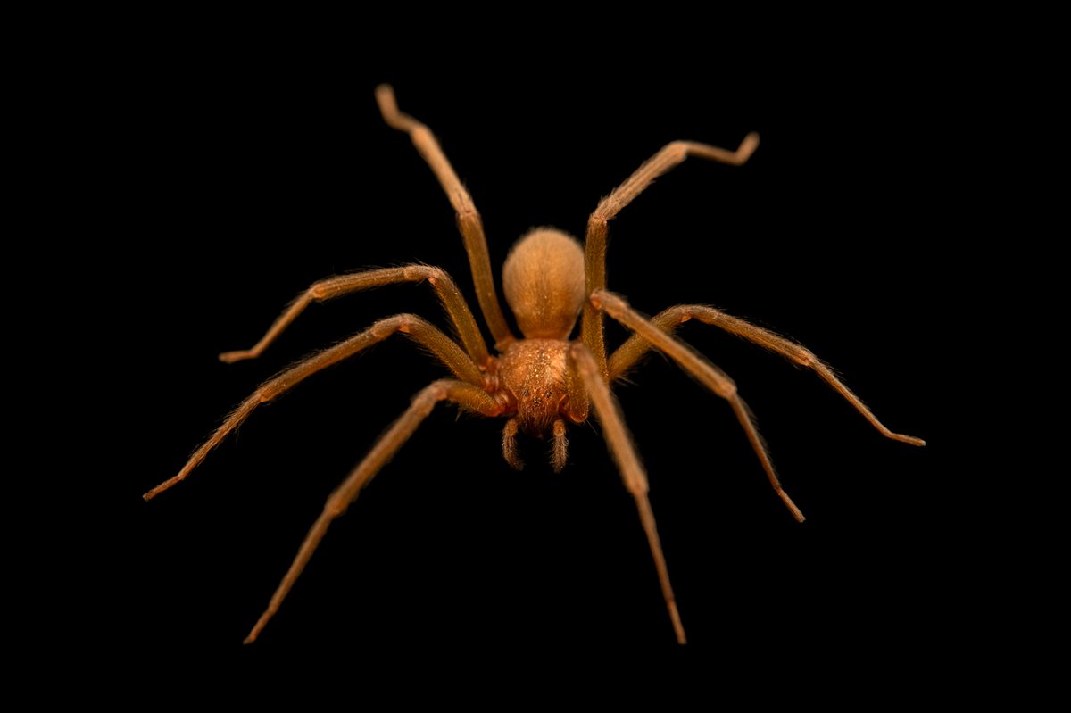 Update_hub tweet media