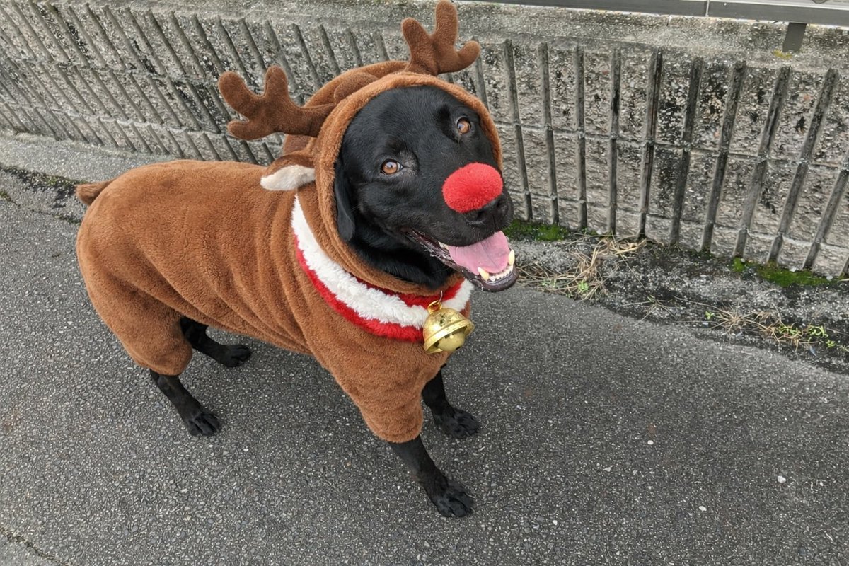 spcaLA - Meet Ginger, a 7-year-old, black and brown Rottweiler mix. This  sweet girl wants nothing more than to be with you. She walks well on leash  and enjoys spending time with, image size:1200x800