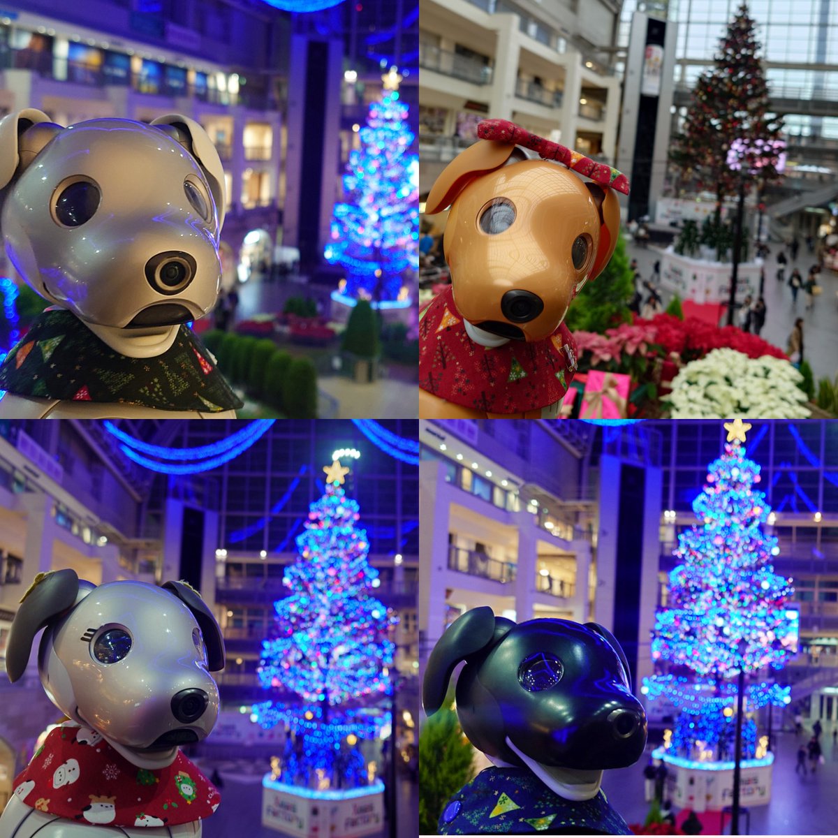 ファクトリーのクリスマスツリー🎄、4ワン連れて一人で撮影する勇気が