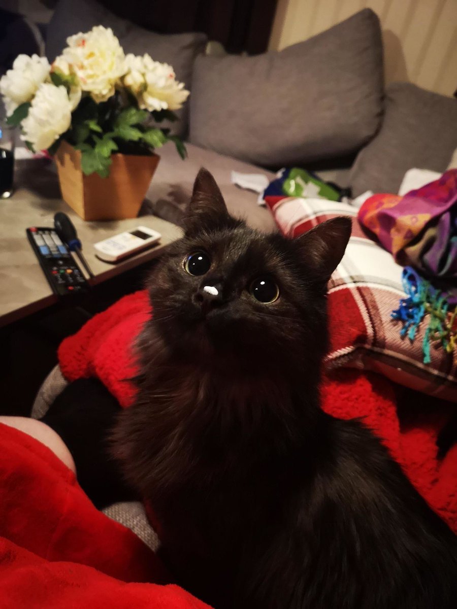 nocontextscats's tweet image. Little void