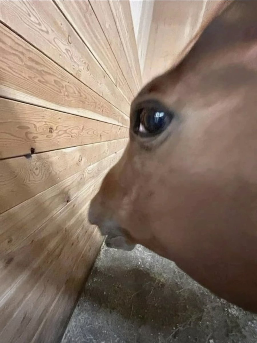 smarthall tweet media