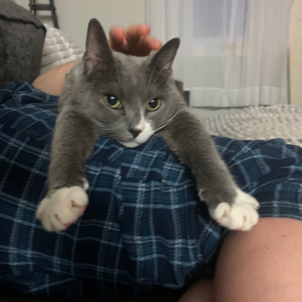 JakeRandall's tweet image. Our cat died tonight, very unexpectedly. The end of this year had been so challenging and the number of setbacks has made me feel like I did something to upset the universe. But I focused on the positive and kept on overcoming.

But this one I can’t make sense of and I feel…