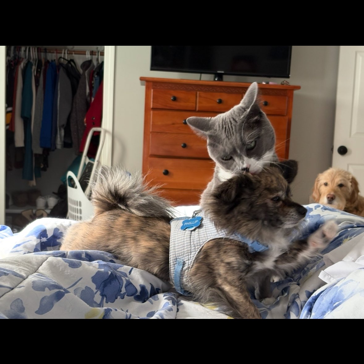 JakeRandall's tweet image. Our cat died tonight, very unexpectedly. The end of this year had been so challenging and the number of setbacks has made me feel like I did something to upset the universe. But I focused on the positive and kept on overcoming.

But this one I can’t make sense of and I feel…