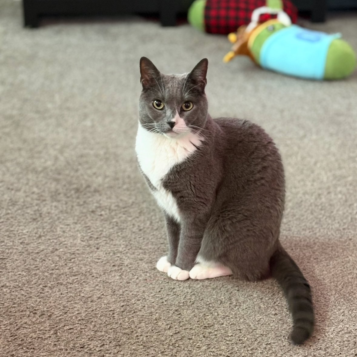 JakeRandall's tweet image. Our cat died tonight, very unexpectedly. The end of this year had been so challenging and the number of setbacks has made me feel like I did something to upset the universe. But I focused on the positive and kept on overcoming.

But this one I can’t make sense of and I feel…