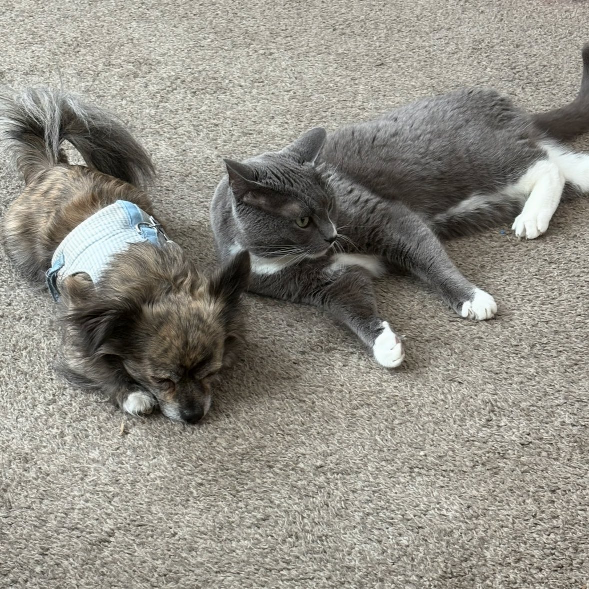 JakeRandall's tweet image. Our cat died tonight, very unexpectedly. The end of this year had been so challenging and the number of setbacks has made me feel like I did something to upset the universe. But I focused on the positive and kept on overcoming.

But this one I can’t make sense of and I feel…