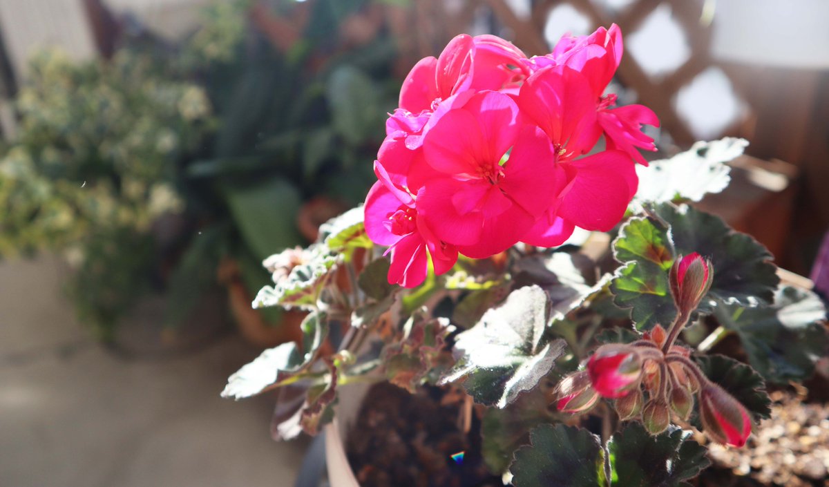 ベゴニア　クリスマスキャンドル 花苗　ゼラニウム　バラ ベゴニアクリスマスキャンドル 苗木 花 ゼラニウム バラ好きな方
