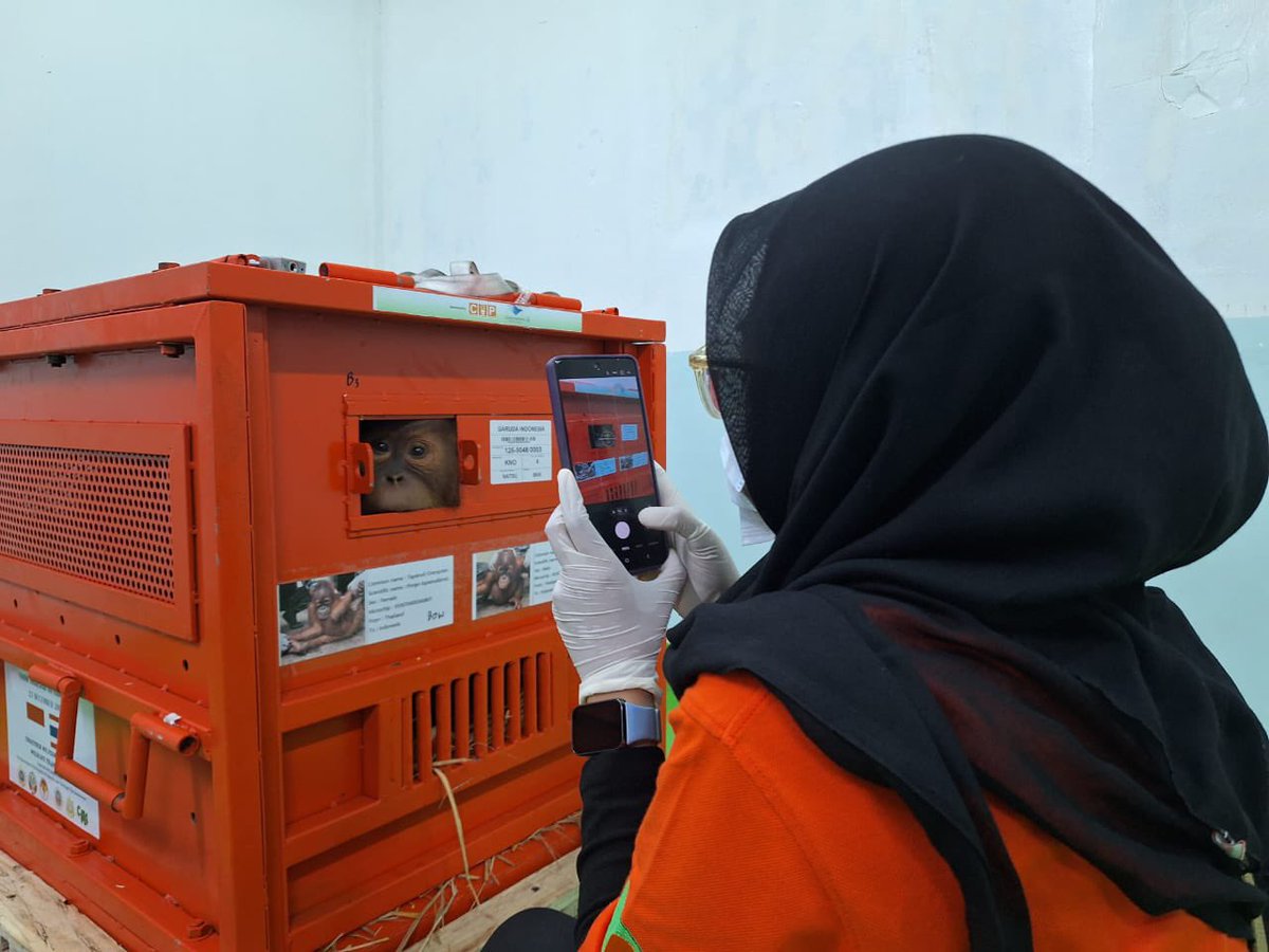 orangutan_COP's tweet image. Para penumpang pesawat Garuda bersorak gembira ketika pramugari mengumumkan bahwa 4 orangutan ikut serta dalam penerbangan GA867 Bangkok-Jakarta. Kami tidak dapat menahan airmata haru. Akhirnya perjalanan panjang dari ibunya yg tewas, labirin gelap perdagangan satwa liar illegal.