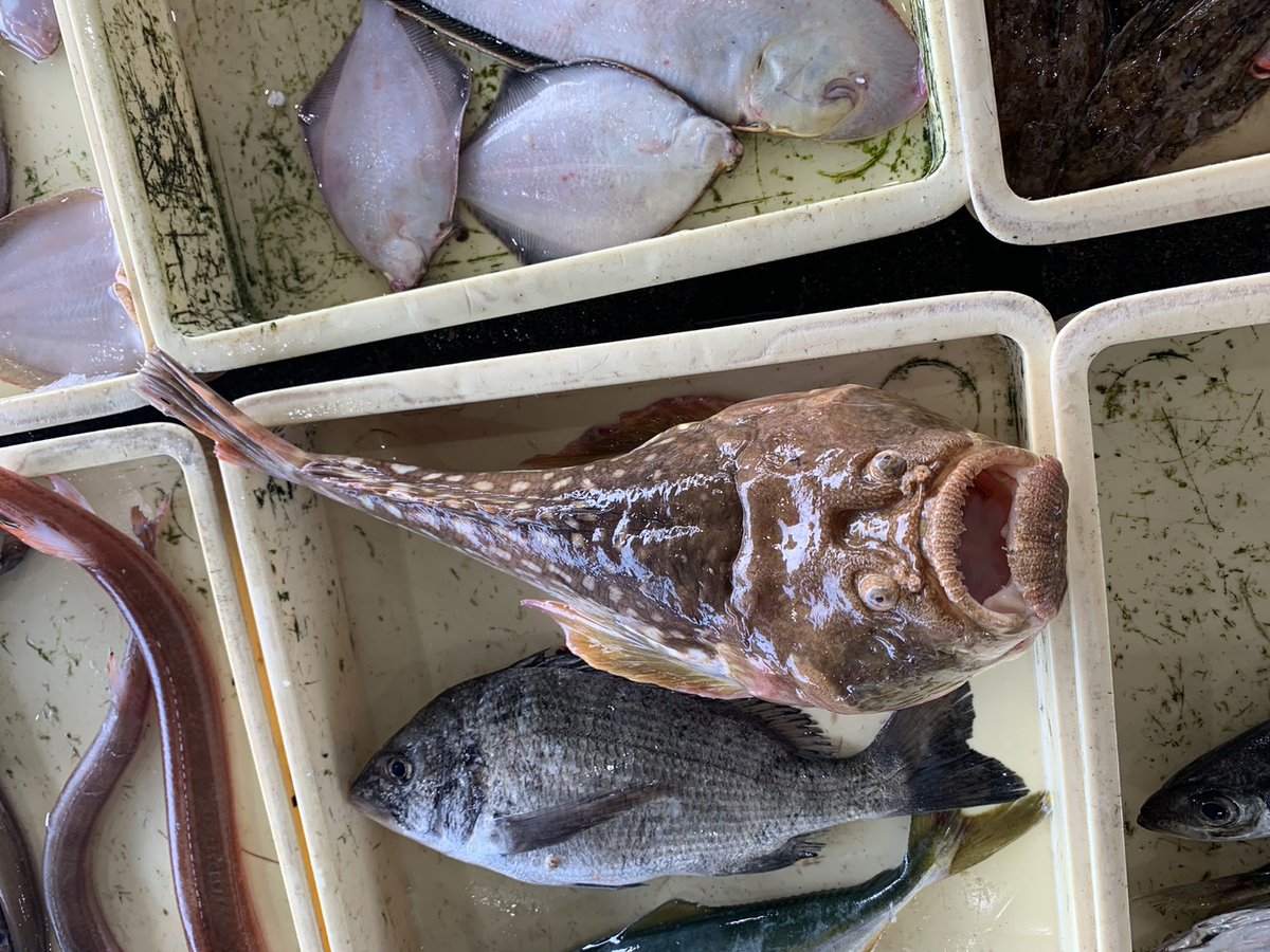 へんな魚おじさん (@_Sakana_Ojisan) / Posts / X