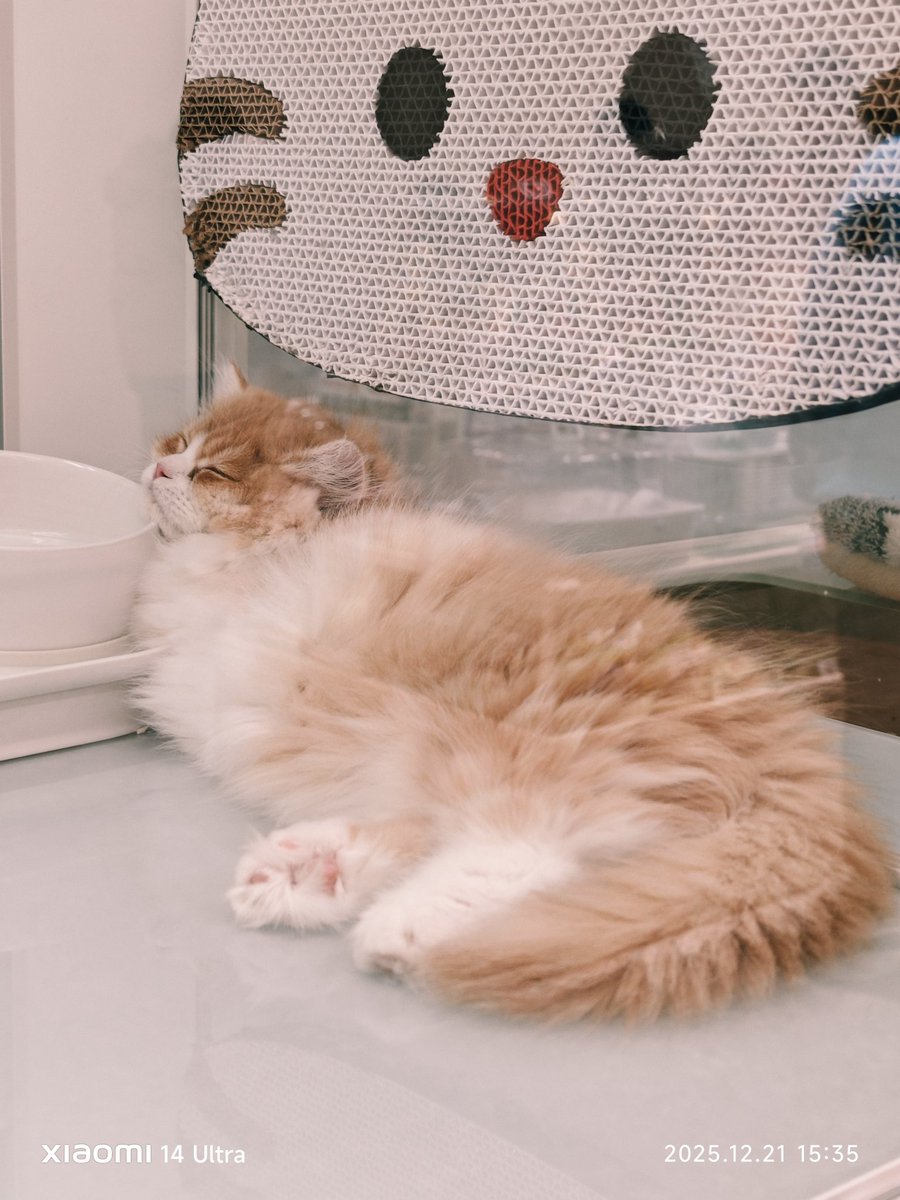 鱼玄机. (@devilfish321) on Twitter photo 