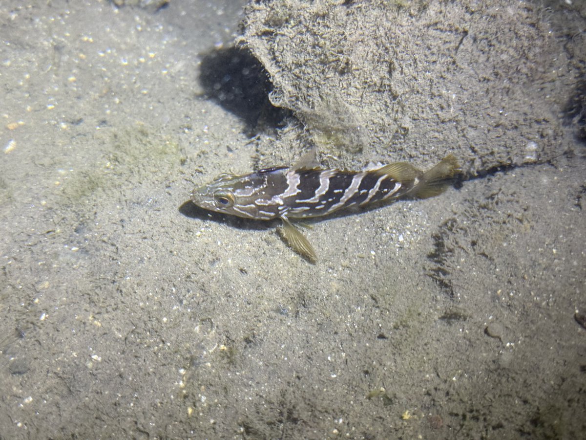 へんな魚おじさん (@_Sakana_Ojisan) / Posts / X