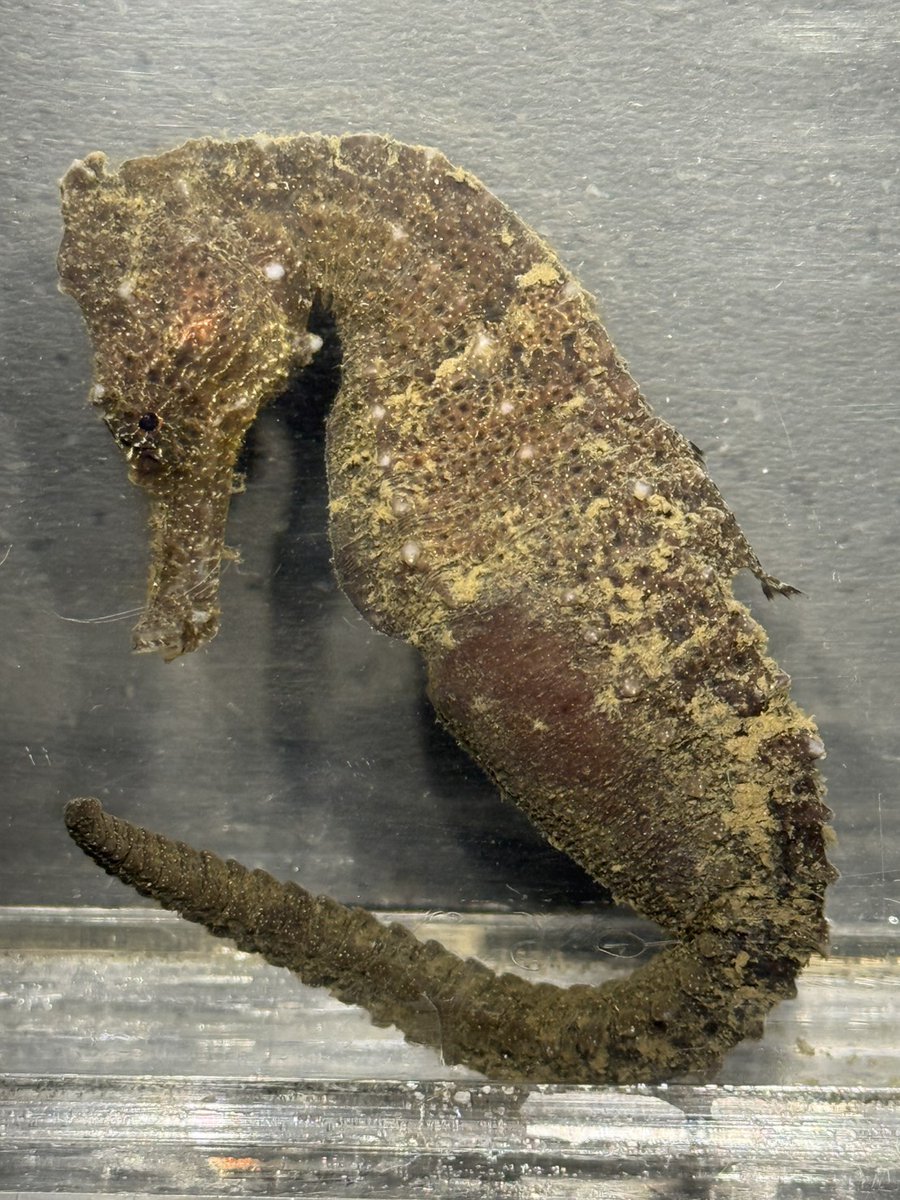 へんおじ へんな魚おじさんのひとり言 - YouTube