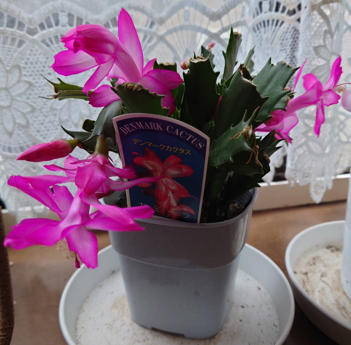 なんとか今年も少しは咲きそう
花の咲かせ方がイマイチよう分からん😅
＃デンマークカクタス