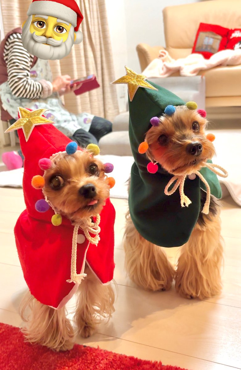 大きめヨークシャテリアの男の子LOCOと妹NALUchannel (@LOCOchannel12