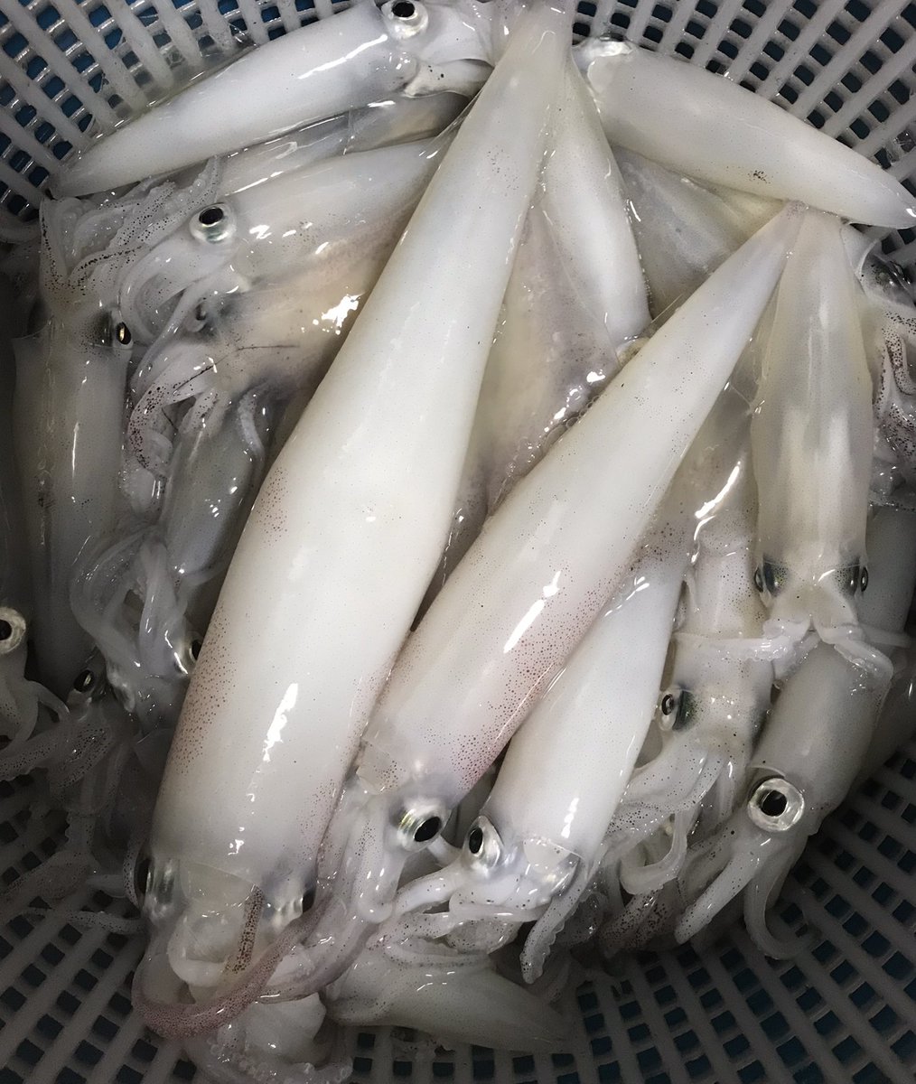 やっと行けたエギングで半ば諦めながらも狙っていた残存ヤリが来てくれて本当に嬉し…