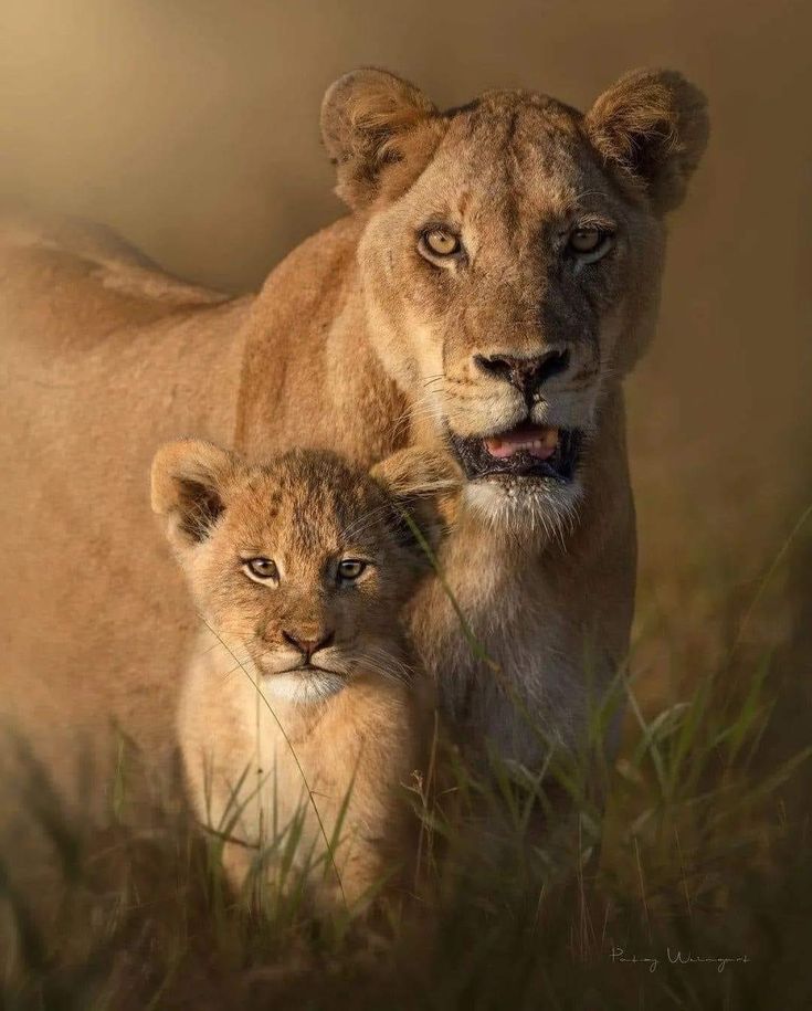 vivaneil (@vivaneil1234) on Twitter photo 