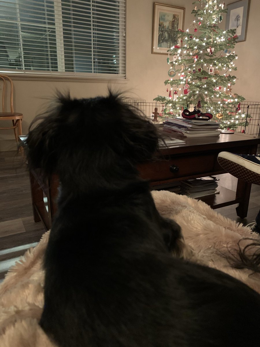 Throwback to Penny as a puppy and our Christmas tree that needed protection!