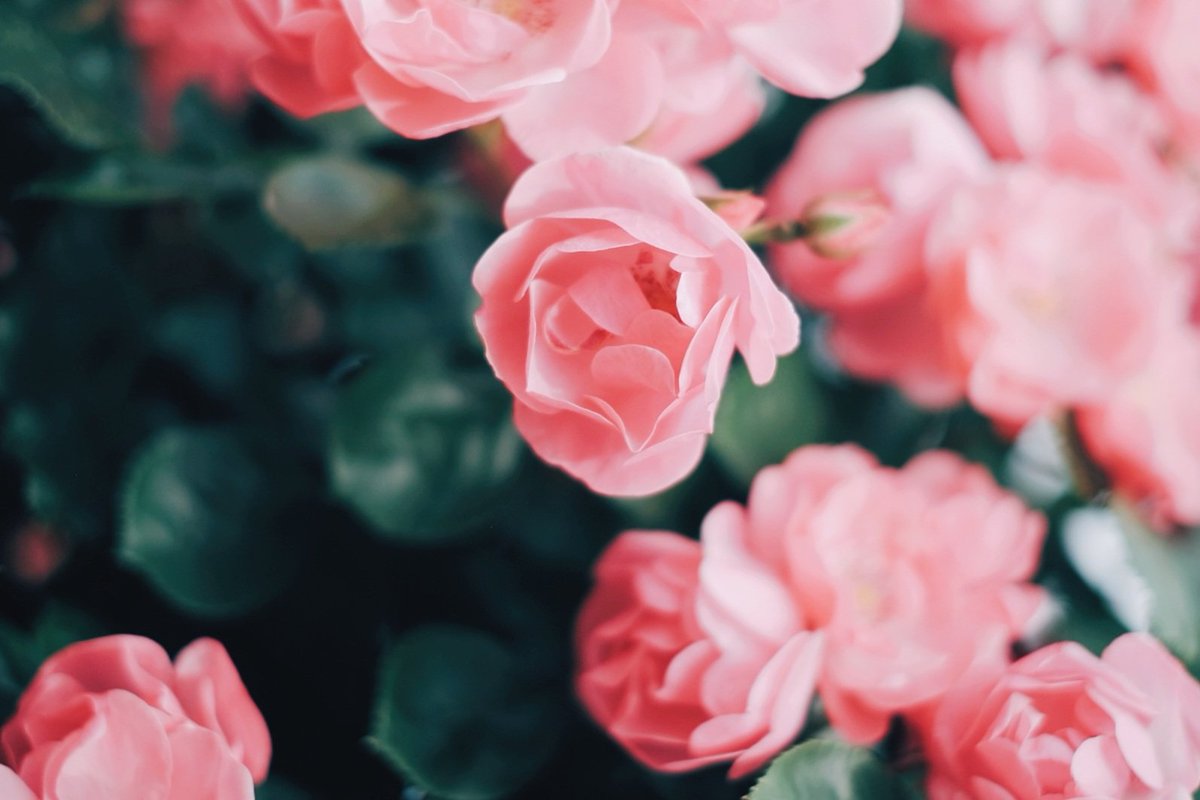 kuri_sss303's tweet photo. rose flower https://t.co/2rTyhOblcD
