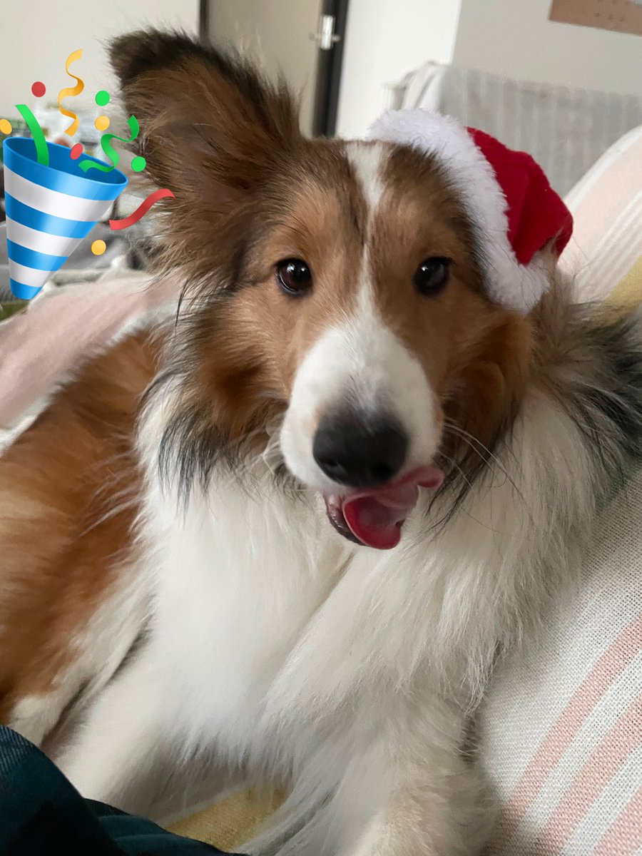 シェル美(仮名)にサンタさんの帽子かぶってもらいました！いい表情！メリークリスマス✨🎄🎅🎂✨🌟✨
#シェルティ #Sheltie