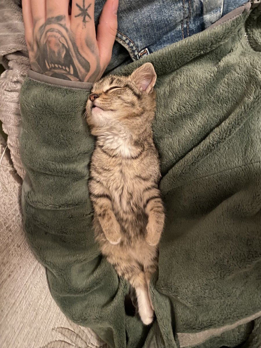 bucketdelta's tweet image. I wish every one of you the same peaceful and sweet Christmas as this little kitten sleeping next to me right now.

May we all get at least a moment like this 🎄🐾