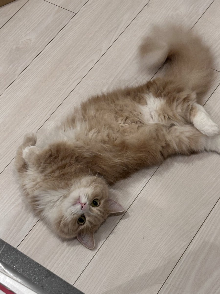 にゃん Stream nyanposu_15 / にゃんぽす music | Listen to songs, albums