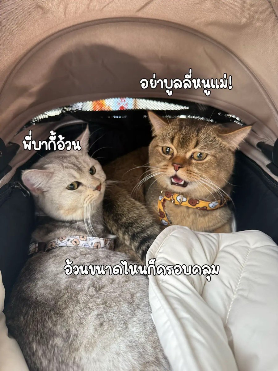 tamchanmana's tweet photo. รถเข็นสัตว์เลี้ยงจากแบรนด์เกาหลี 💕 

📍 IG : merlie.thai 

#รถเข็นสัตว์เลี้ยง #หมา #แมว #ติดเทรนด์ #รีวิว #review #สัตว์เลี้ยง https://t.co/Vfjc93v9tv