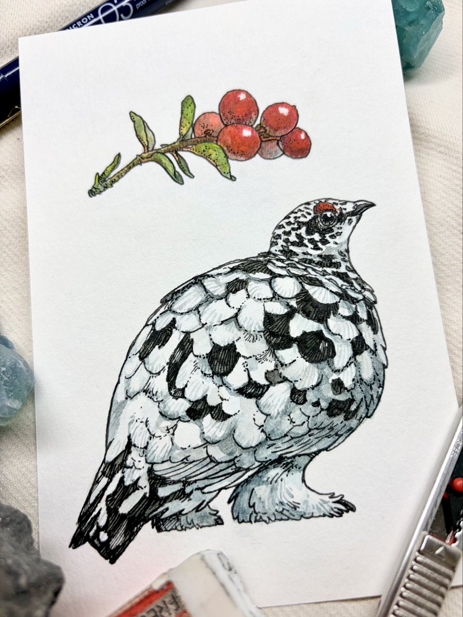 コケモモとライチョウ
#イラスト #アナログ絵