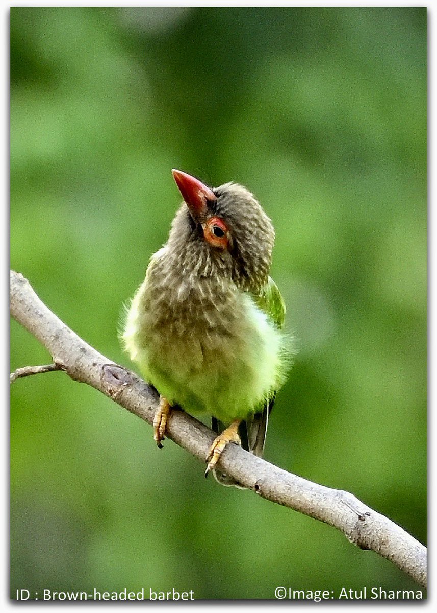 Atul1212's tweet photo. The brown-headed barbet (Psilopogon zeylanicus) is an Asian barbet species native to the Indian subcontinent, where it inhabits tropical and subtropical moist broadleaf forests.  #IndiAves #BBCWildlifePOTD #ThePhotoHour #birding #BirdsOfTwitter #unoitsmi #woodduck @NatGeoIndia https://t.co/ONIpXSH4Ez