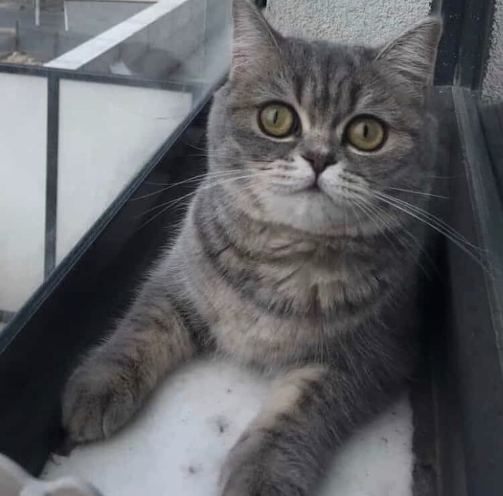 Ücretsiz sahiplendirme
Cinsi British Shorthair
Yumak
1 yaşında
 dişi
 İstanbul Bağcılar
Kızıma ömürlük yuva arıyorum artık bakabilecek şartları sağlayamıyorum.Tek isteği sevgi sürekli sevilmek ister sakin ve iyi huyludur.Kisirlastirma ve takip şartıyla
 05551545123