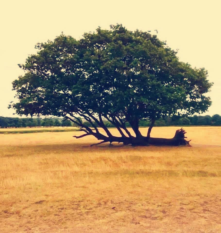 🕊️🎻مۘحۡ ּـمۘد اڵڜٰآمۘـﮯ♏🕊️ tweet media