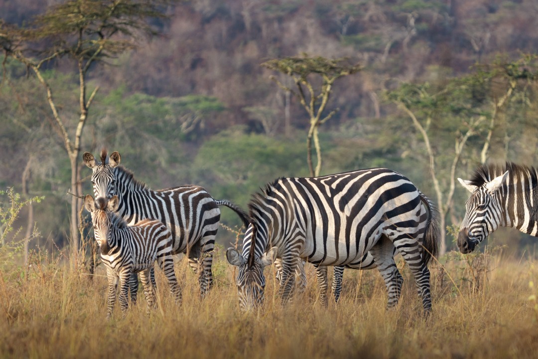 Alsiyahiah E-newspaper tweet media