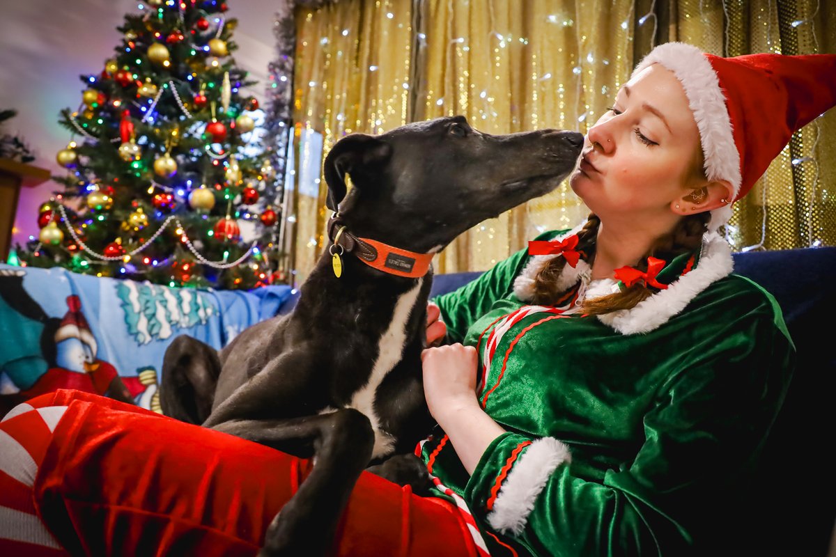 DT_Leeds's tweet photo. There's noone better to end our #12DOgsOfChristmas with than our utterly scrumptious Domino. 😍❤🐶🎄🎅

See if you might be his PAWfect match 👇
https://t.co/DKqAFz1Hdv

#RescueDog #AdoptDontShop #DogsOfChristmas #Leeds #DogOfTheDay #ChristmasEve #Lurcher @DogsTrust https://t.co/4zzDnp61jy
